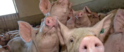 Carnea de porc, MAI IEFTINĂ în zonele afectate de PESTĂ PORCINĂ: Negociem. Le e frică și oamenilor să cumpere