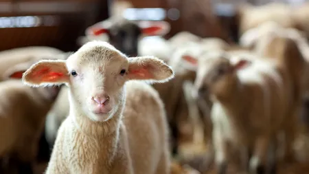 Avertisment pentru crescătorii de ovine: România riscă să piardă efectivele de reproducție