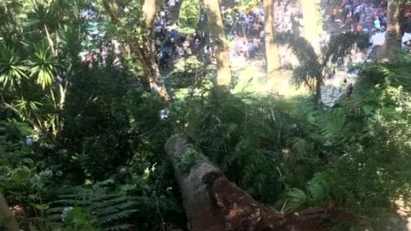 Tragedie în Portugalia. Un stejar masiv s-a prăbușit peste participanții la o slujbă religioasă: cel puțin 11 oameni au murit și 35 sunt răniți. VIDEO