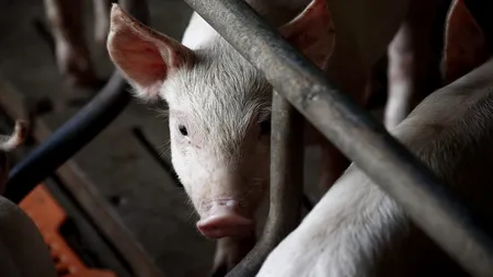 Un bărbat din Brașov și-a tăiat porcul în casă. Vecinii s-au speriat și au sunat la 112