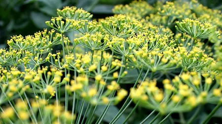 Alimentul-minune pe care-l găsești în orice grădină sau în piață la cel mai mic preț. Este recomandat cardiacilor și celor care au infecții pulmonare