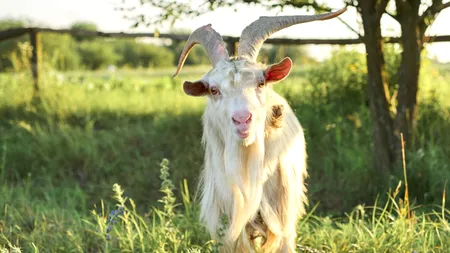 VIDEO | Polițiștii americani au confundat un bărbat care striga ”ajutor” cu o capră