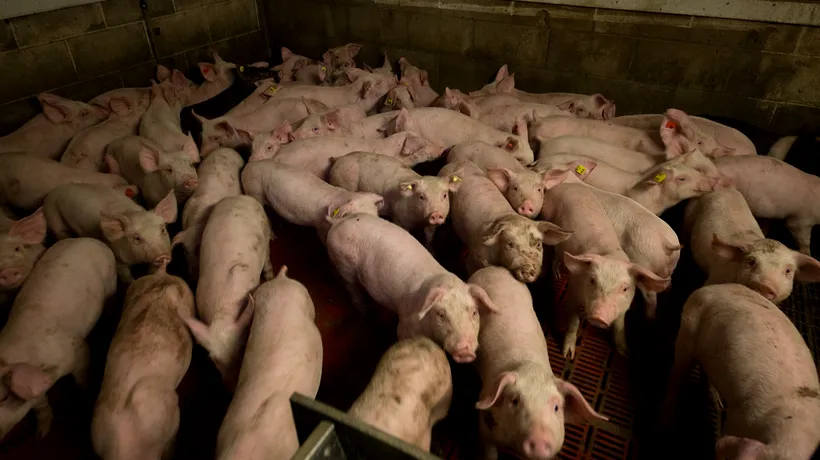 EXPLODEAZĂ prețul la carnea de porc în luna decembrie? / Românii deja își fac provizii pentru Crăciun