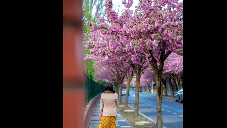 Locul din România unde se află CEA MAI FRUMOASĂ stradă din Europa / Puțini știu despre ea