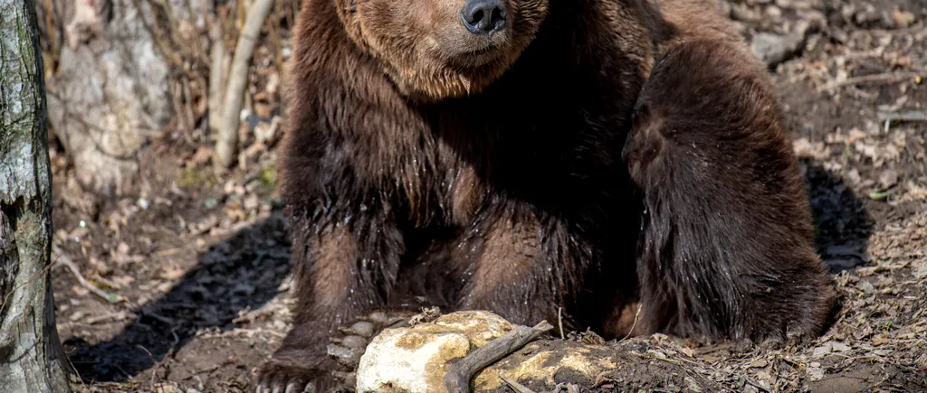 Cum a SUPRAVIEȚUIT o tânără din Sibiu întâlnirii cu un urs grizzly în sălbăticia munților Canadei. „O Doamne, e foarte aproape!”