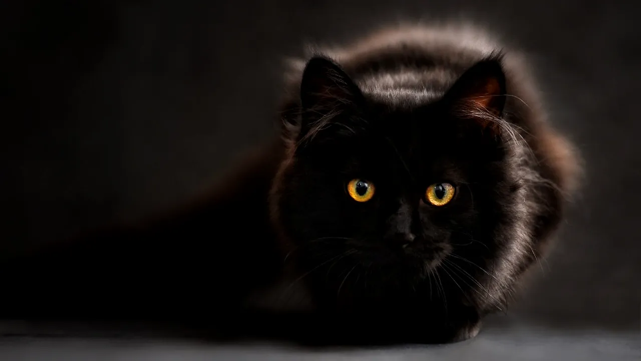 Terorizat de pisică, un poștaș recurge la amenințări. Ce sancțiuni riscă stăpânii
