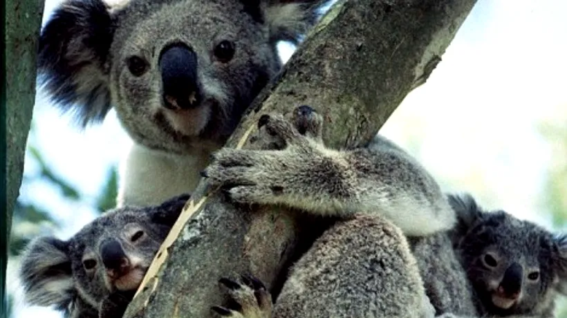 Urșii Koala, în pericol de dispariție