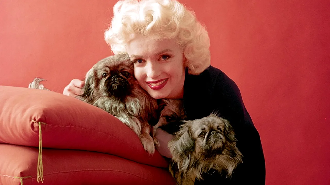 Fotografii nemaivăzute cu Marilyn Monroe. Imaginile în premieră care o arată pe celebra actriță așa cum nu a mai apărut niciodată