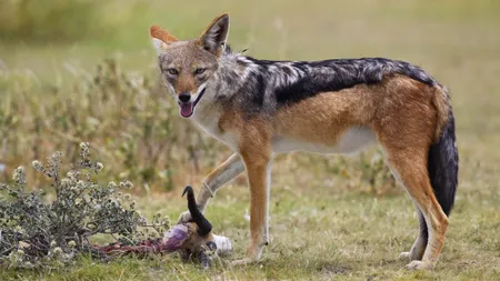 Administrația Rezervației Biosferei Delta Dunării declară „RĂZBOI” șacalilor. Câte exemplare și-a propus să extragă în acest an