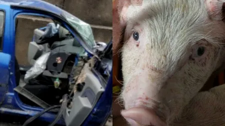 O mașină s-a proptit într-un stâlp după ce un porc ar fi sărit în brațele șoferului. Bărbatul și soția lui au cumpărat godacii de la târg și i-au „împachetat
