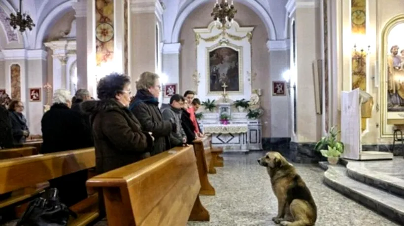 Câinele care merge săptămânal la biserica în care s-au ținut funeraliile stăpânei
