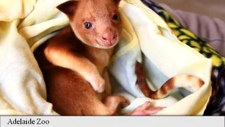 Premieră emoționantă în Australia: un pui de cangur a supraviețuit în marsupiul unei mame adoptive din altă specie