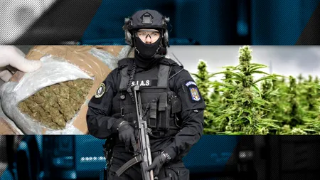 Medicul traficant de MARIJUANA din Arad a fost arestat preventiv. Marfa capturată de DIICOT Timişoara valora 200 de mii de euro