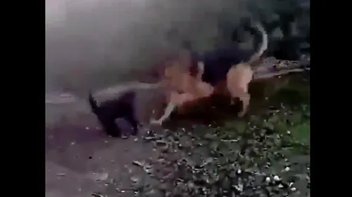 #cugandullaanimale. VIDEO Cruzime dusă la extrem. Un adolescent și-a filmat câinele în timp ce ucide o pisică