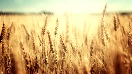 Serghei Lavrov: Rusia va asigura trecerea navelor cu cereale dacă Ucraina va demina apele de coastă