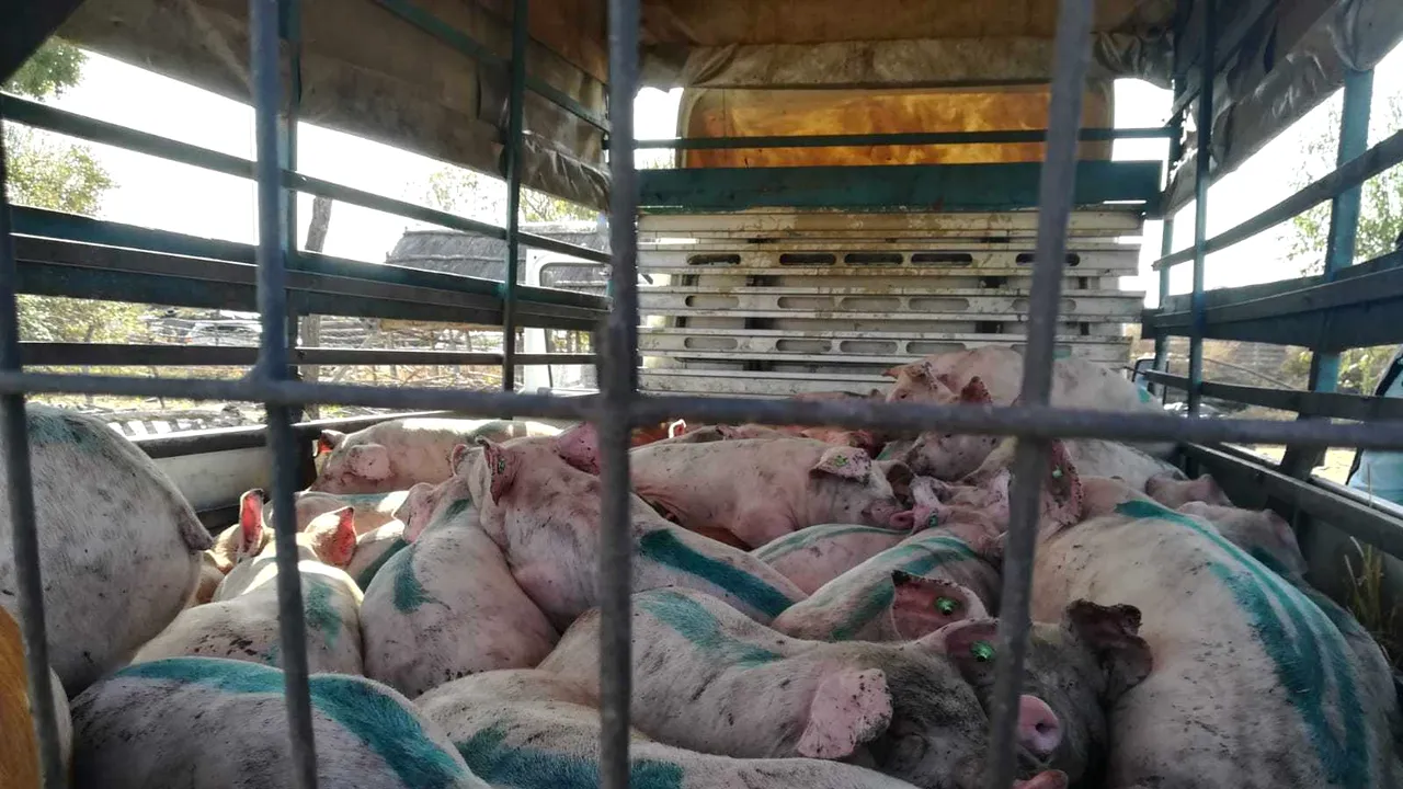 Încercare de REPOPULARE a fermelor. 50 de PORCI SANTINELĂ au fost aduși într-o comună din județul Brăila, afectată de PESTA PORCINĂ
