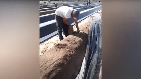 APEL. Românii plecați la cules de sparanghel nu mai vor să stea în Germania: „Vrem să mergem acasă, nu vrem să murim aici pe capete!”