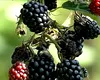 Delicioasele fructe de pădure româneşti sunt puţine şi SCUMPE, din cauza vremii capricioase. Care sunt prețurile în piețe