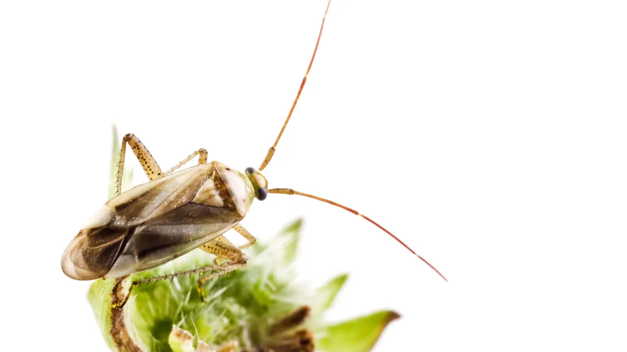 Agricultorii au mari probleme cu o INSECTĂ care poate distruge culturi întregi și este greu de combătut