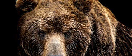 ALERTĂ în Vâlcea. Un urs a fost filmat în timp ce se plimba prin comuna Bujoreni. „Doamne ferește de cele rele”