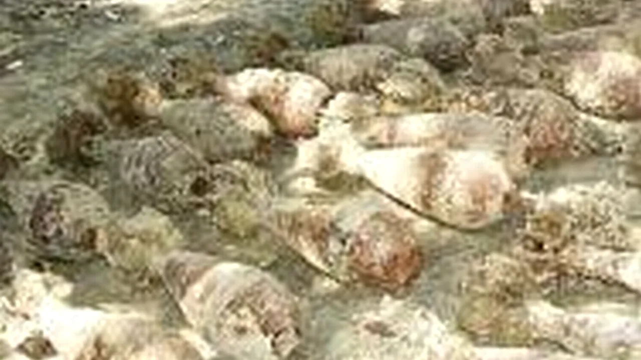 Un bărbat din Neamț săpa o fundație în momentul în care a făcut această descoperire. Ce a găsit l-a făcut să sune imediat la 112