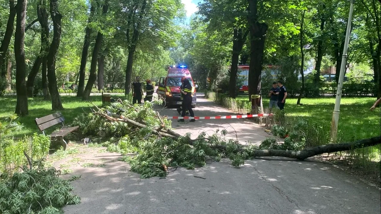 Un copac s-a prăbușit peste o tânără aflată în scaun cu rotile în Parcul Bazilescu. PNL Sector 1 acuză administrația condusă de Clotilde Armand