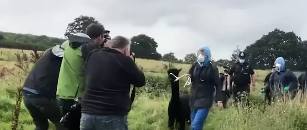 VIDEO. Nemulțumiri în Anglia după ce o alpaca a fost ridicată de autorități pentru a fi eutanasiată. Povestea lui Geronimo