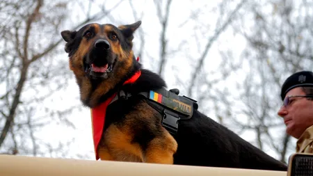 Reacția MApN în cazul lui Max, câinele-erou al Armatei 