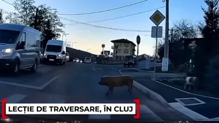 Imagini VIRALE în Cluj. Cum traversează strada regulamentar niște purceluși