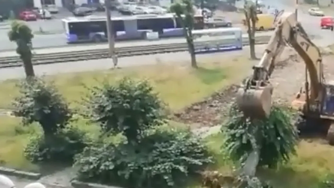 Puteau fi mutați. Mai mulți copaci, care stăteau în calea unei viitoare parcări, au fost smulși din pământ cu excavatorul, la Timișoara - VIDEO