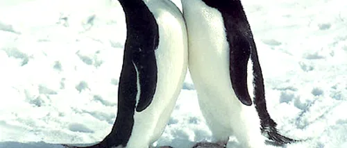 Detalii incredibile despre comportamentul sexual al pinguinilor - publicate după un secol