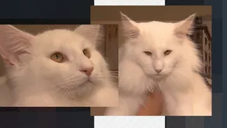 Prosecco, MOTANUL irezistibil care a cucerit Finlanda. Felina crescută în România a învins alte aproape 600 de pisici din toată Europa