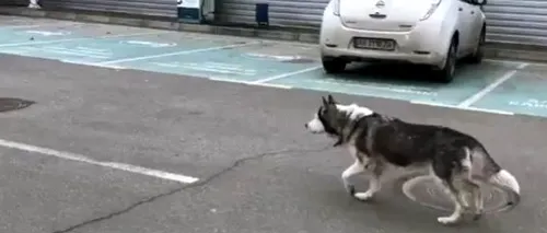 Scene emoționante pe străzile din Bucea: Un câine care s-a pierdut în timpul bombardamentelor își reîntâlnește stăpânul - VIDEO