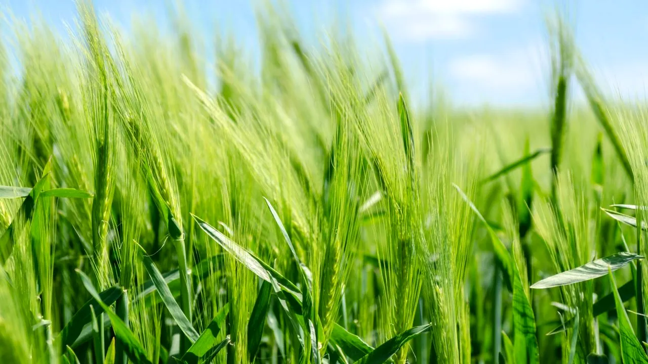 Cereale. Estimări optimiste privind producția de grâu la nivel mondial, în acest an. Care sunt prognozele pentru marii producători