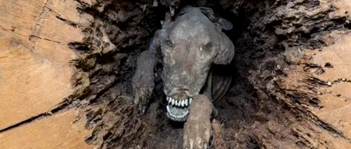 Povestea câinelui care s-a mumificat în trunchiul unui copac - FOTO