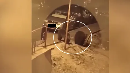 Patru urși TERORIZEAZĂ un cartier din Predeal, seară de seară, când coboară după mâncare. Localnicii sunt disperați și spun că e un risc uriaș