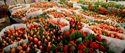 În loc de MESAJE, SMS ȘI URĂRI DE 8 MARTIE, o floare. Cum arată ZIUA FEMEII în Piața de Flori din Capitală