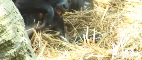 Cum se distrează un pui de gorilă. VIDEO