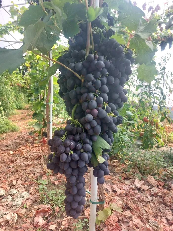 Un oltean a dat lovitura cu struguri cultivați în solar. Cu cât îi vinde în piața din Sibiu