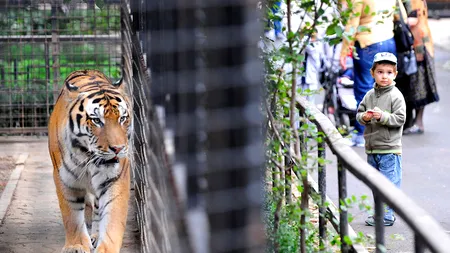 Descoperire incredibilă lângă Grădina Zoologică din Sibiu. „Au fost îngropate la o adâncime de 30 de centimetri