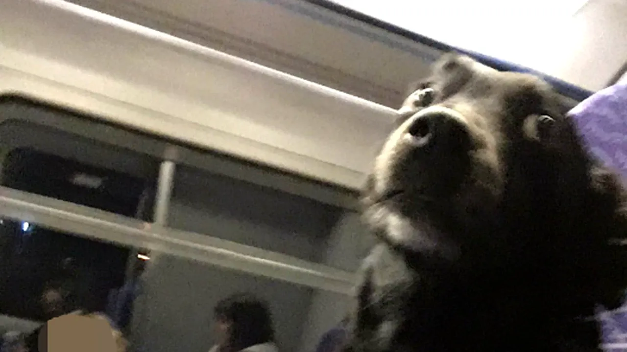 Un câine i-a uimit pe călătorii dintr-un tren cu comportamentul său. Ce îl face special