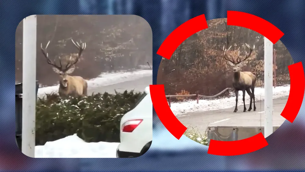 Un cerb ca din povești a dat o raită printr-o parcare din Argeş, apoi a fugit în pădure