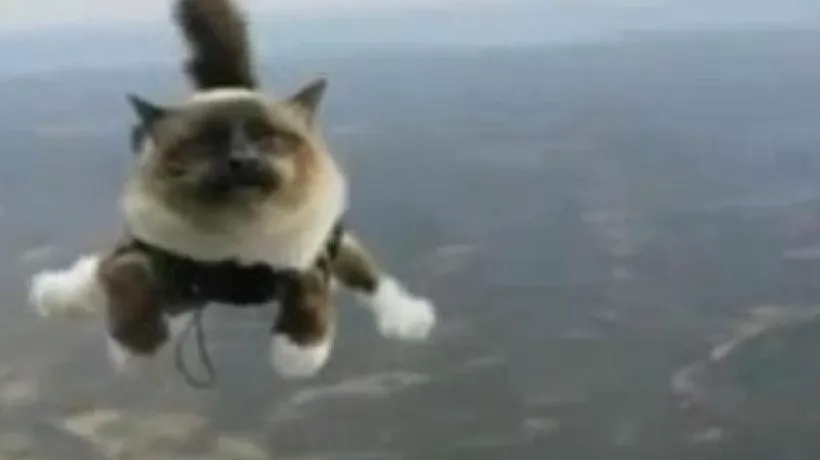 O reclamă cu pisici care sar cu parașuta a devenit viral pe internet. VIDEO
