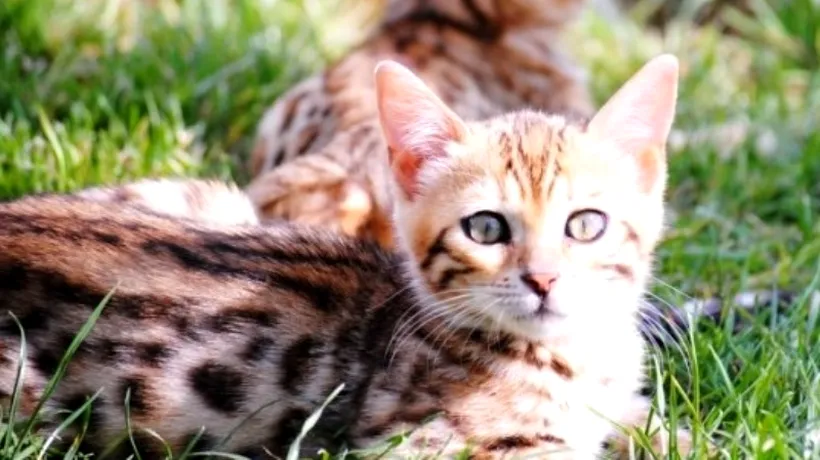 Una dintre cele mai scumpe rase de pisici din lume, crescută și în România