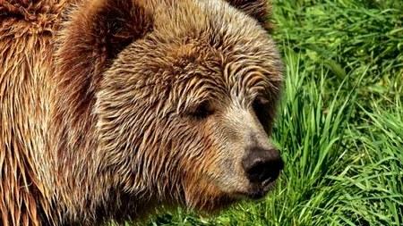 Pierdere de proporții în lumea animalelor. Un urs brun dintr-o subspecie rară a murit în urma unei încercări eșuate de capturare