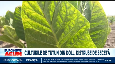 Culturile de tutun din Dolj, afectate de secetă. Plantele nu au atins nici măcar un sfert din lungimea pe care trebuiau să o aibă până acum