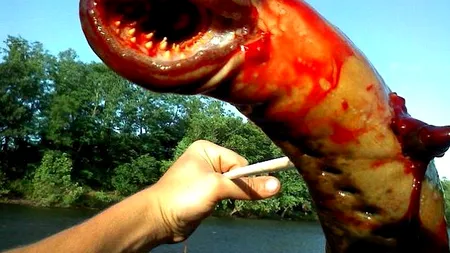 Un american a prins un „monstru marin