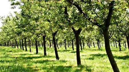 Anunțul ministrului Agriculturii: Temperaturile ridicate din ianuarie au creat probleme pomilor fructiferi
