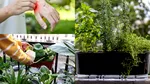 Planta aromatică respingătoare pentru muște. Poate fi cultivată în grădină sau în ghivece și este repelent natural pentru insecte
