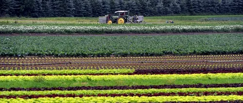 Măsura luată de ministrul bulgar al Agriculturii în favoarea producătorilor locali de fructe și legume
